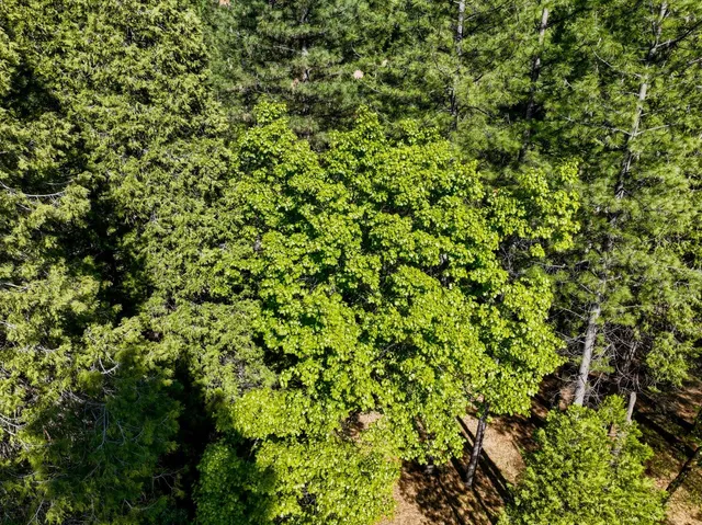 a backyard of a house with lots of green space
