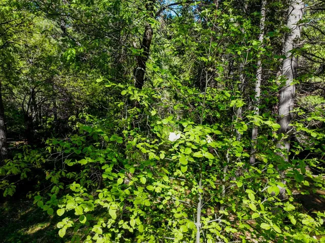 a view of a yard with plants and large trees