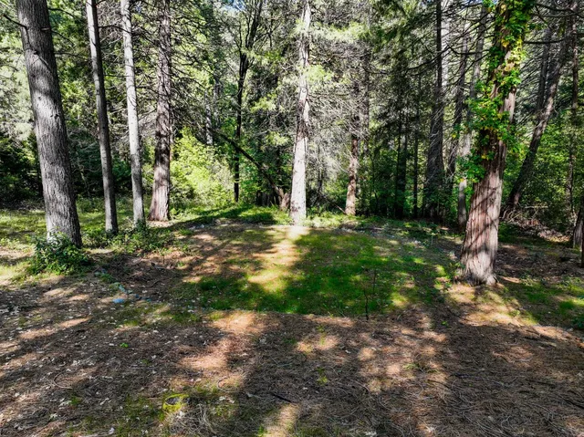 a big yard with lots of green space and trees