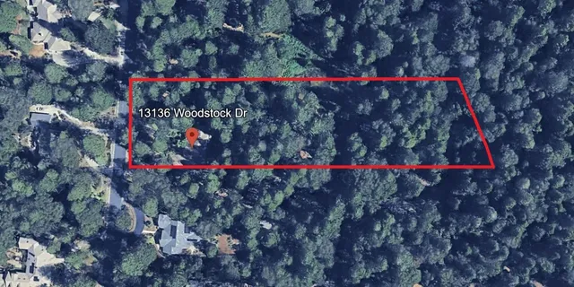 a view of a lush green forest