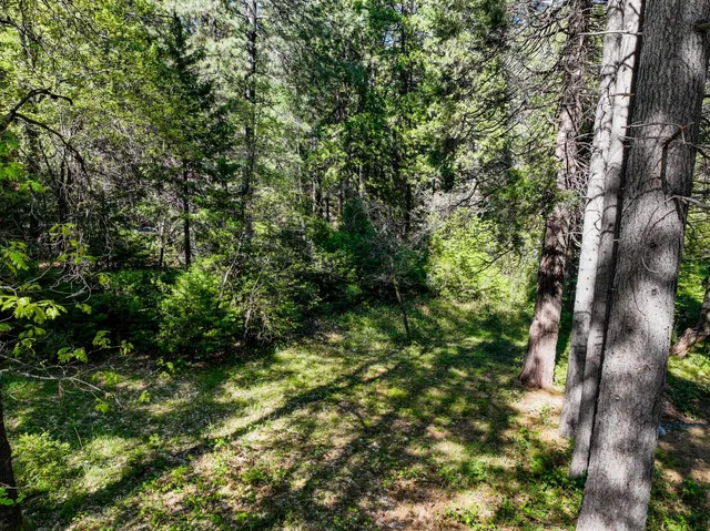 a view of a lush green forest