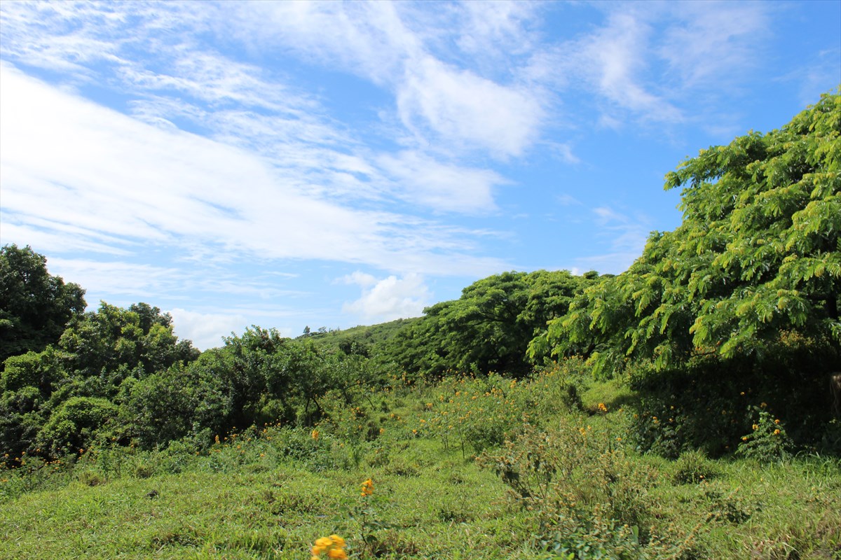 7 Punalu'u Road Naalehu, HI 96772 - Photo 4 of 9 Gallery Image 4