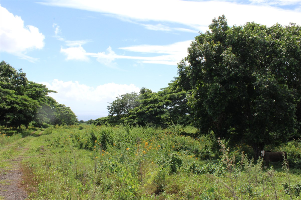 7 Punalu'u Road Naalehu, HI 96772 - Photo 5 of 9 Gallery Image 5