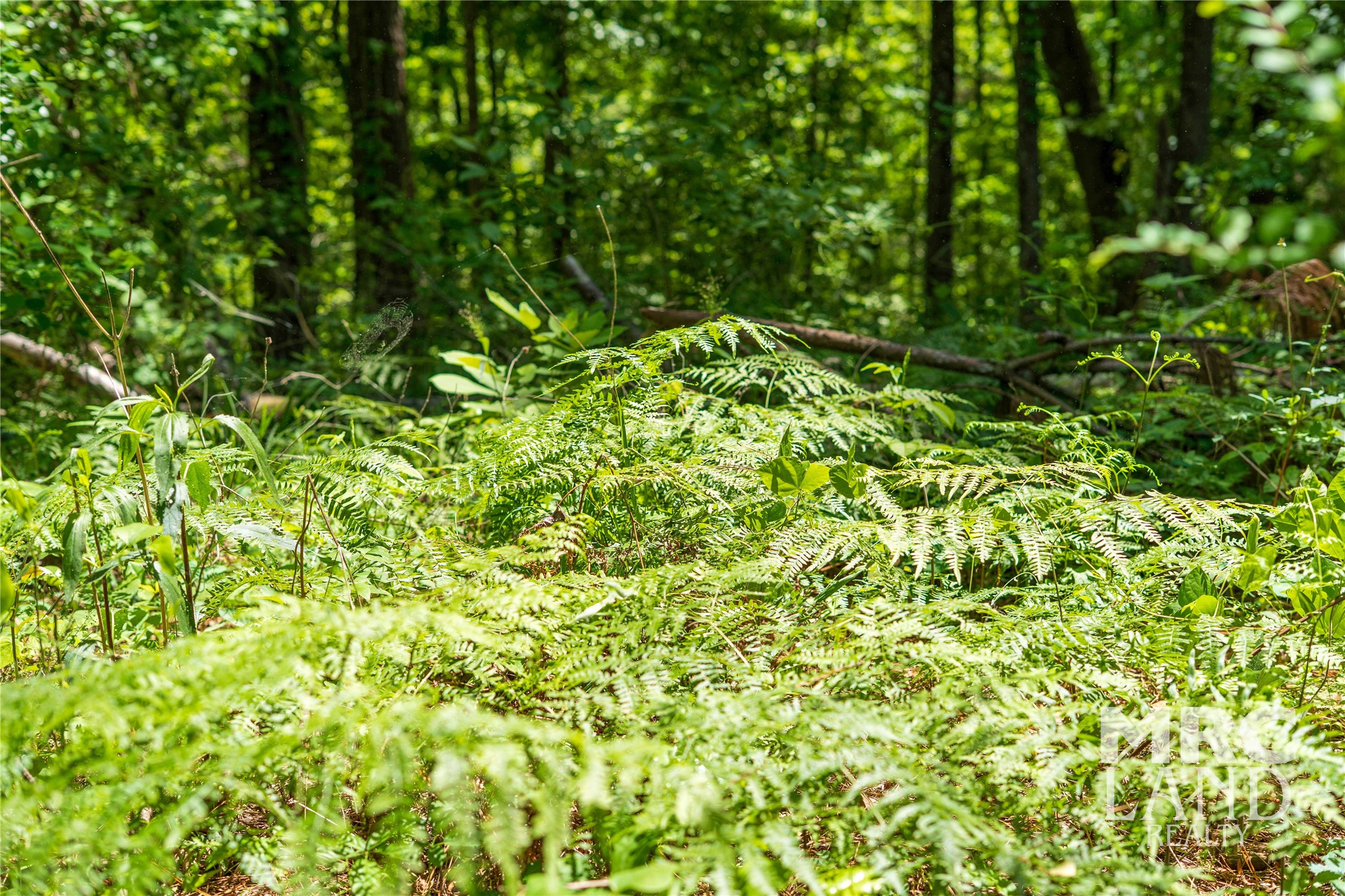 0 County Road 177 Garrison, TX 75946 - Photo 23 of 48