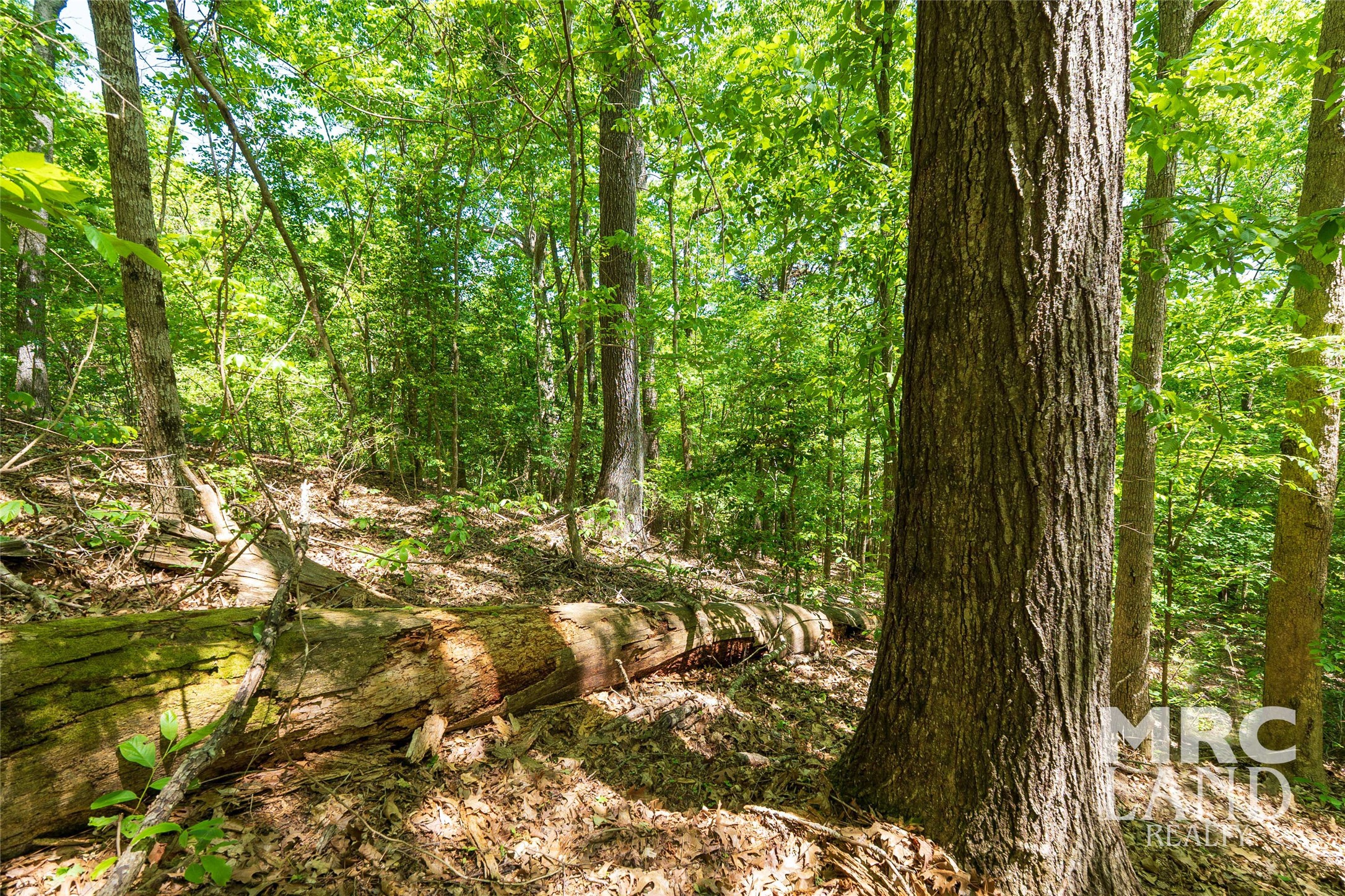 0 County Road 177 Garrison, TX 75946 - Photo 24 of 48