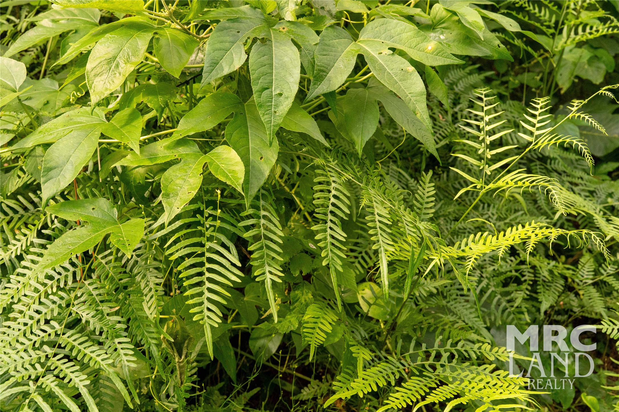 0 County Road 177 Garrison, TX 75946 - Photo 25 of 48