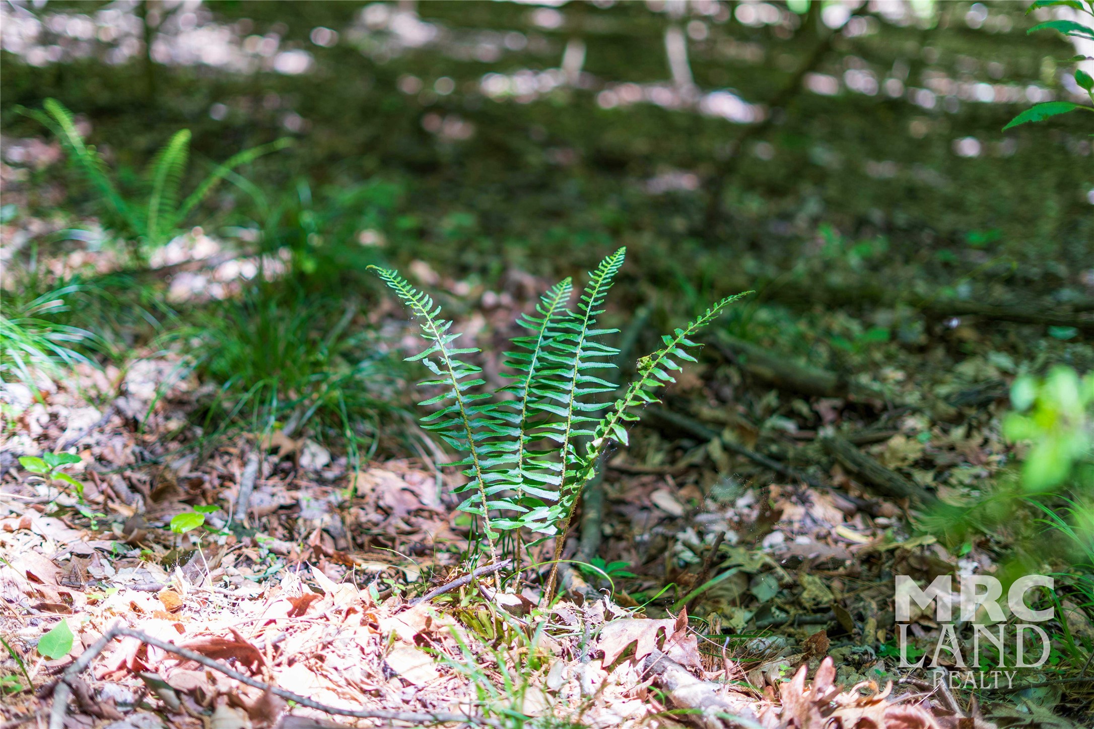 0 County Road 177 Garrison, TX 75946 - Photo 26 of 48