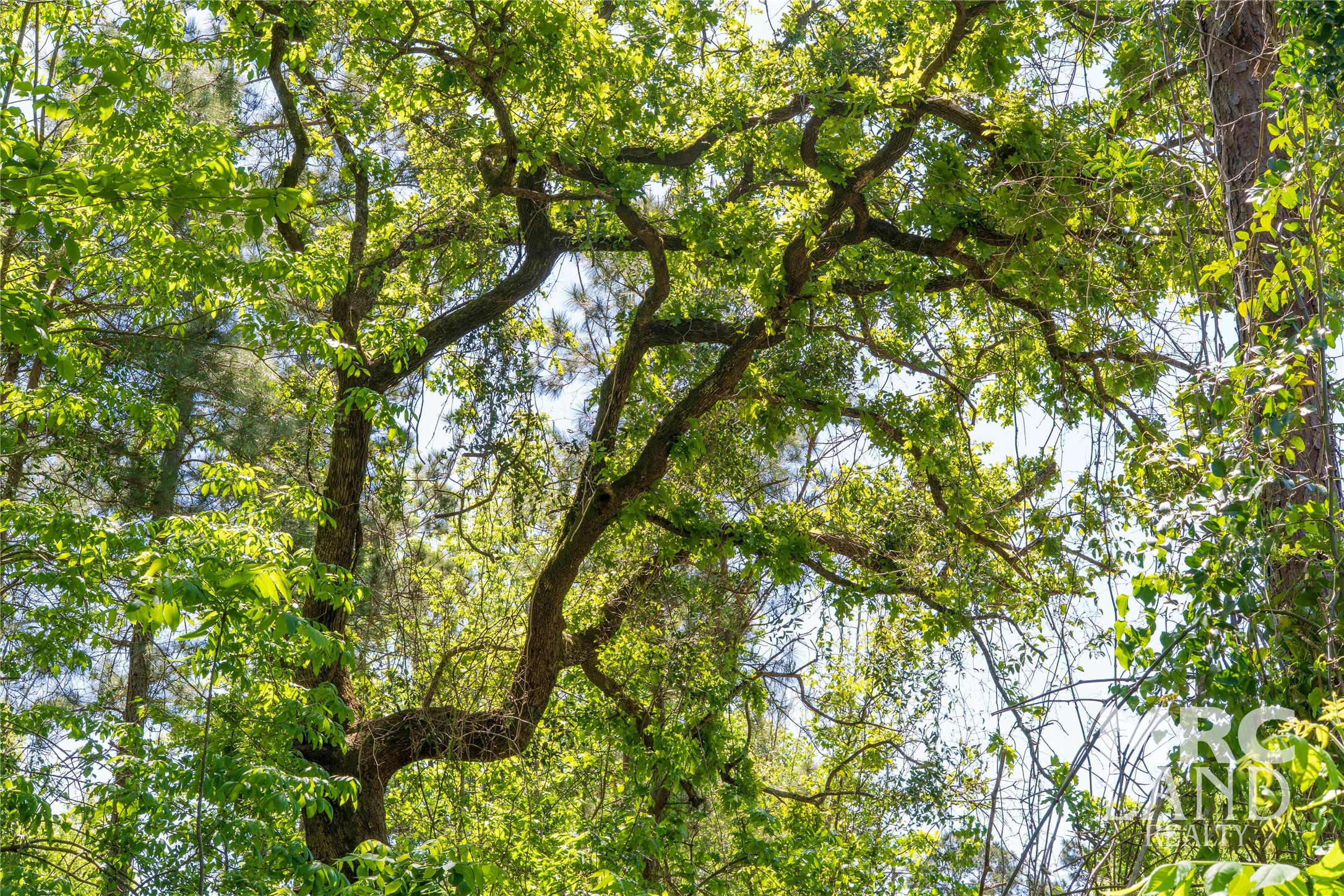 0 County Road 177 Garrison, TX 75946 - Photo 27 of 48