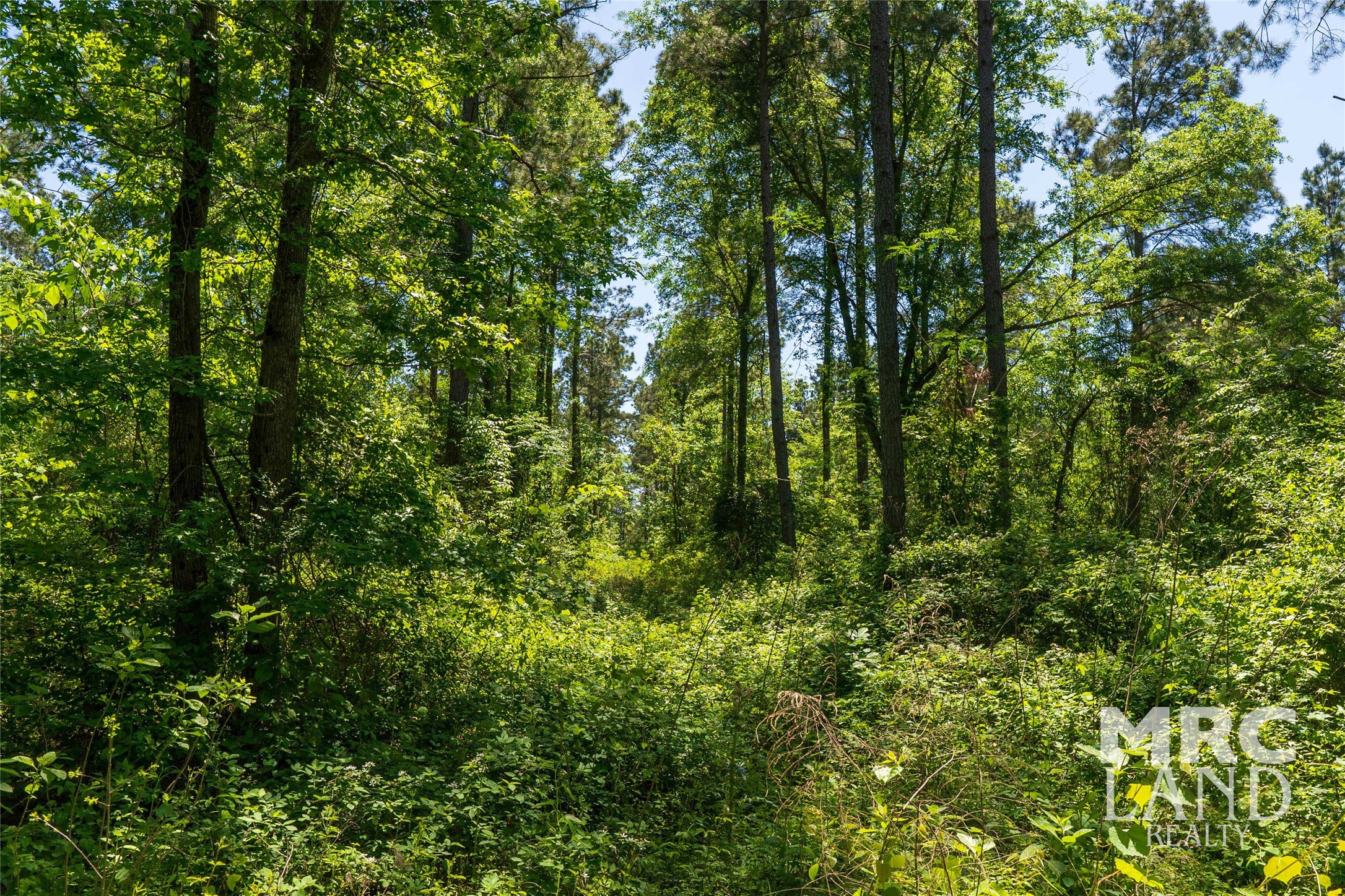 0 County Road 177 Garrison, TX 75946 - Photo 29 of 48