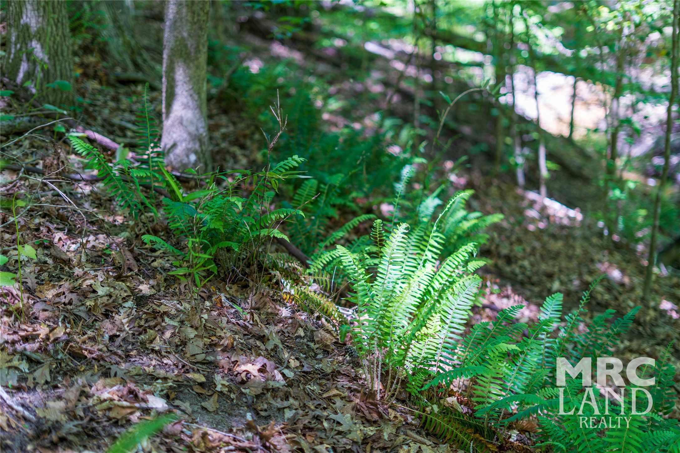 0 County Road 177 Garrison, TX 75946 - Photo 30 of 48