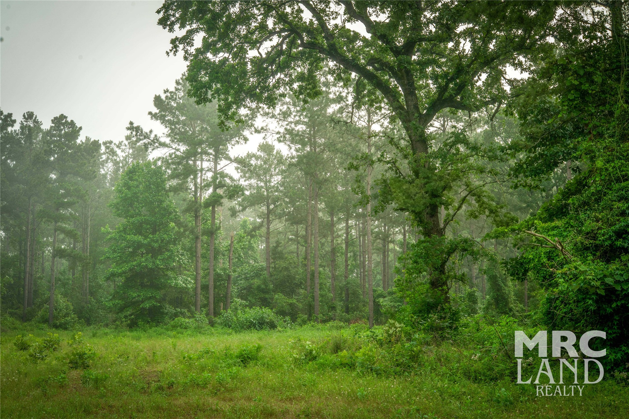 0 County Road 177 Garrison, TX 75946 - Photo 44 of 48