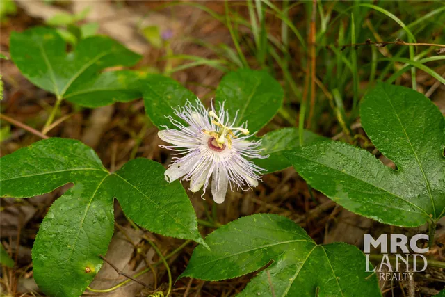 $99,300 | 0 County Road 177, Garrison, TX 75946