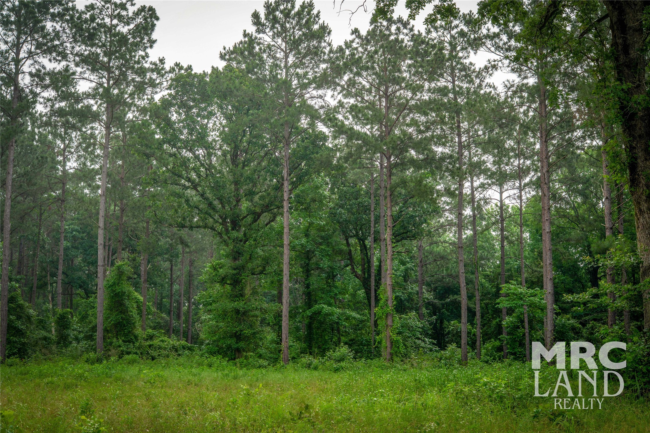 0 County Road 177 Garrison, TX 75946 - Photo 46 of 48