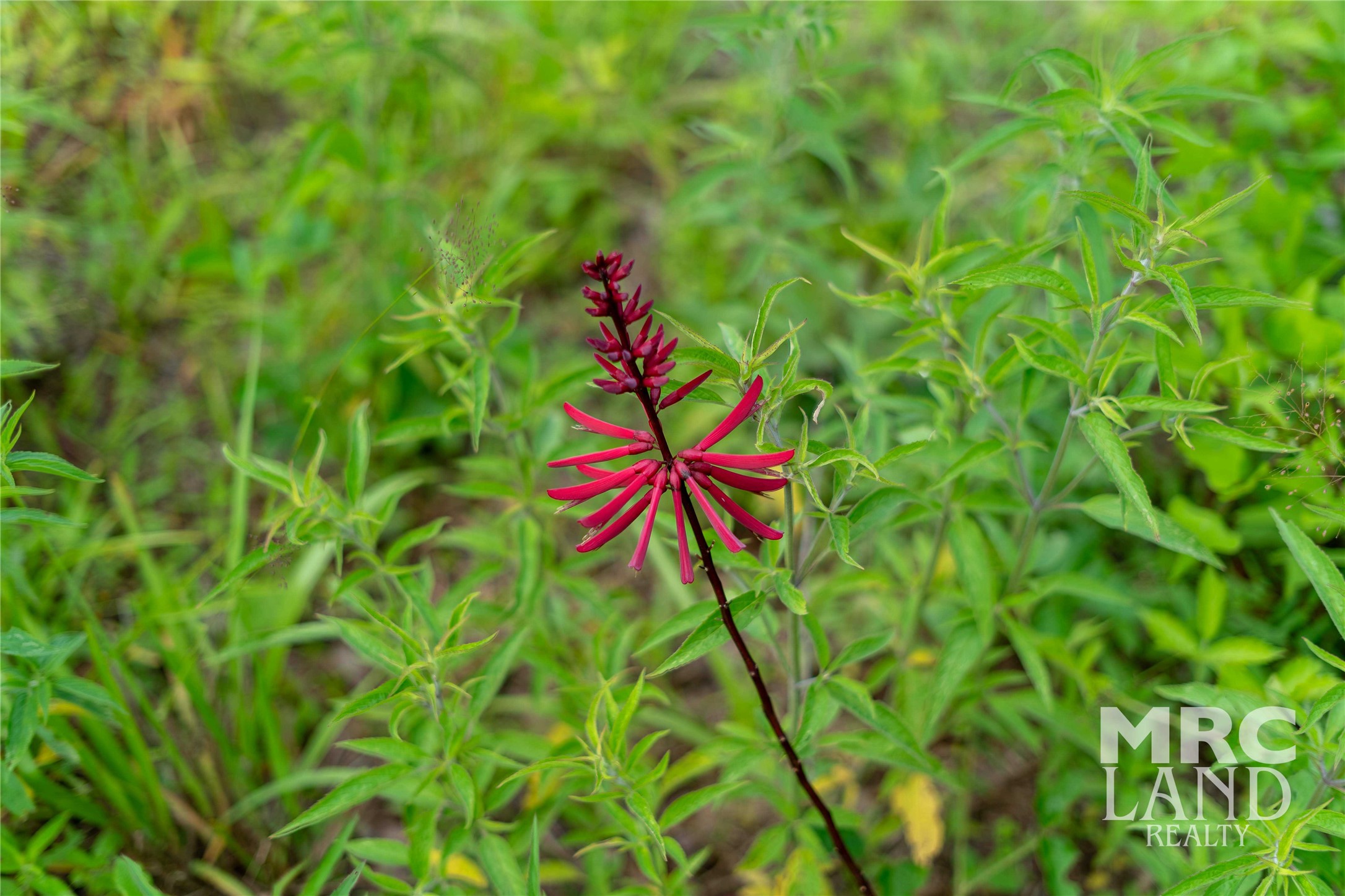 0 County Road 177 Garrison, TX 75946 - Photo 47 of 48