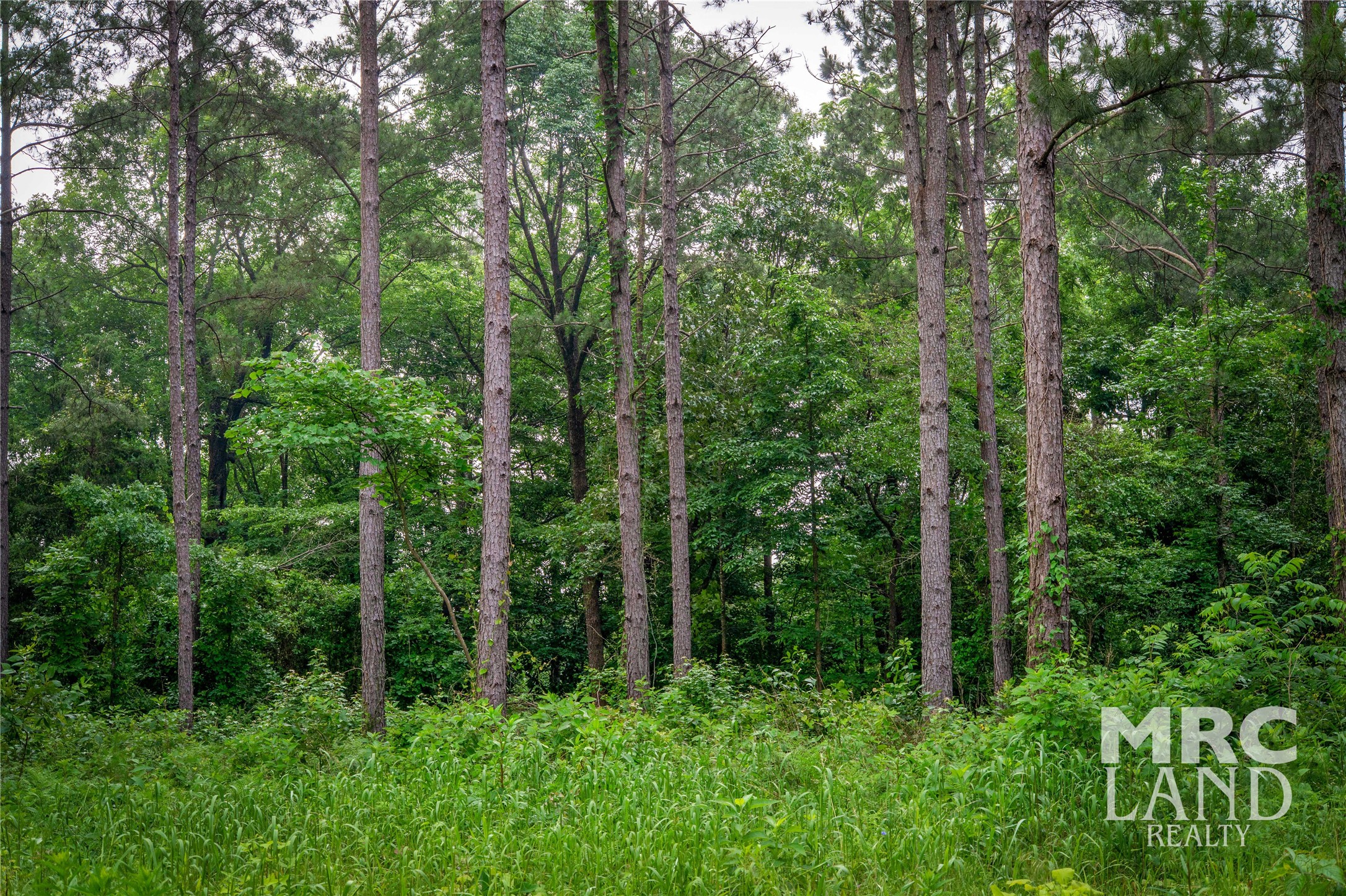0 County Road 177 Garrison, TX 75946 - Photo 48 of 48