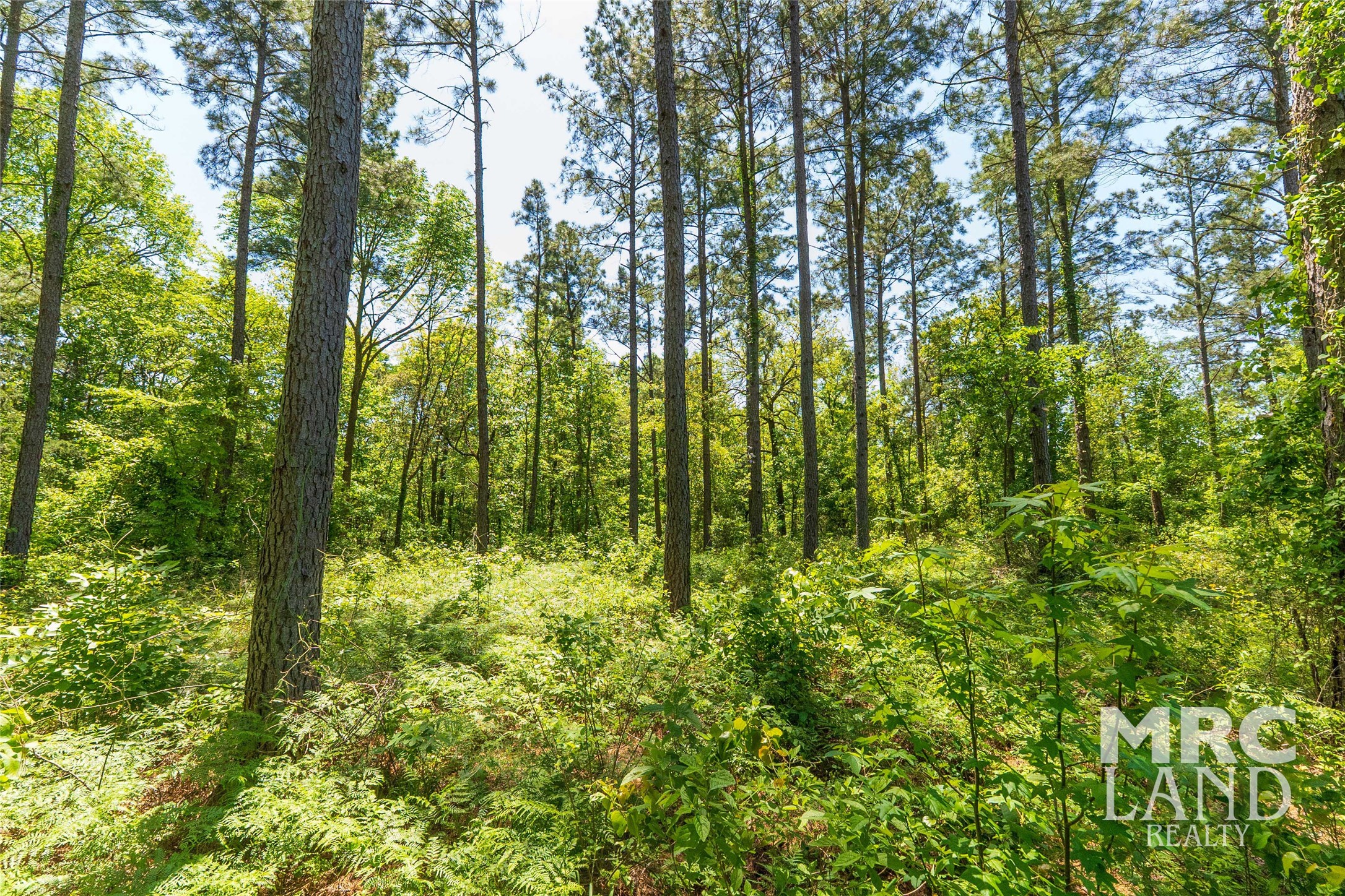 0 County Road 177 Garrison, TX 75946 - Photo 5 of 48