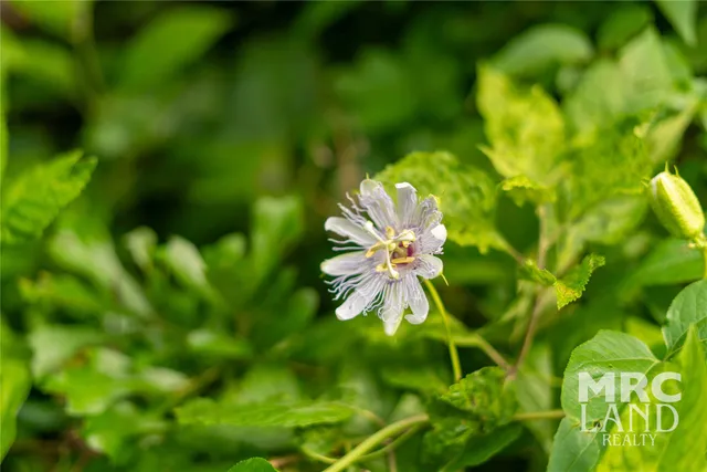 $99,300 | 0 County Road 177, Garrison, TX 75946