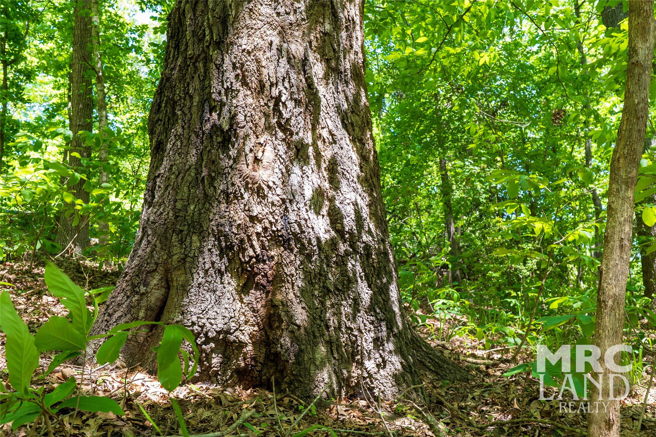 0 County Road 177 Garrison, TX 75946 - Photo 8 of 48