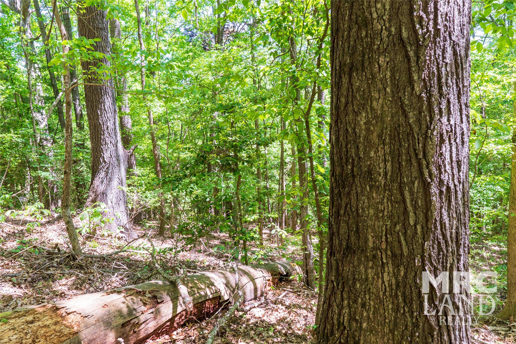 0 County Road 177 Garrison, TX 75946 - Photo 9 of 48