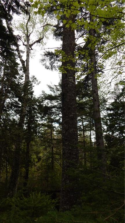 0 North Shore Road Brownville, ME 04414 - Photo 24 of 35 Photo