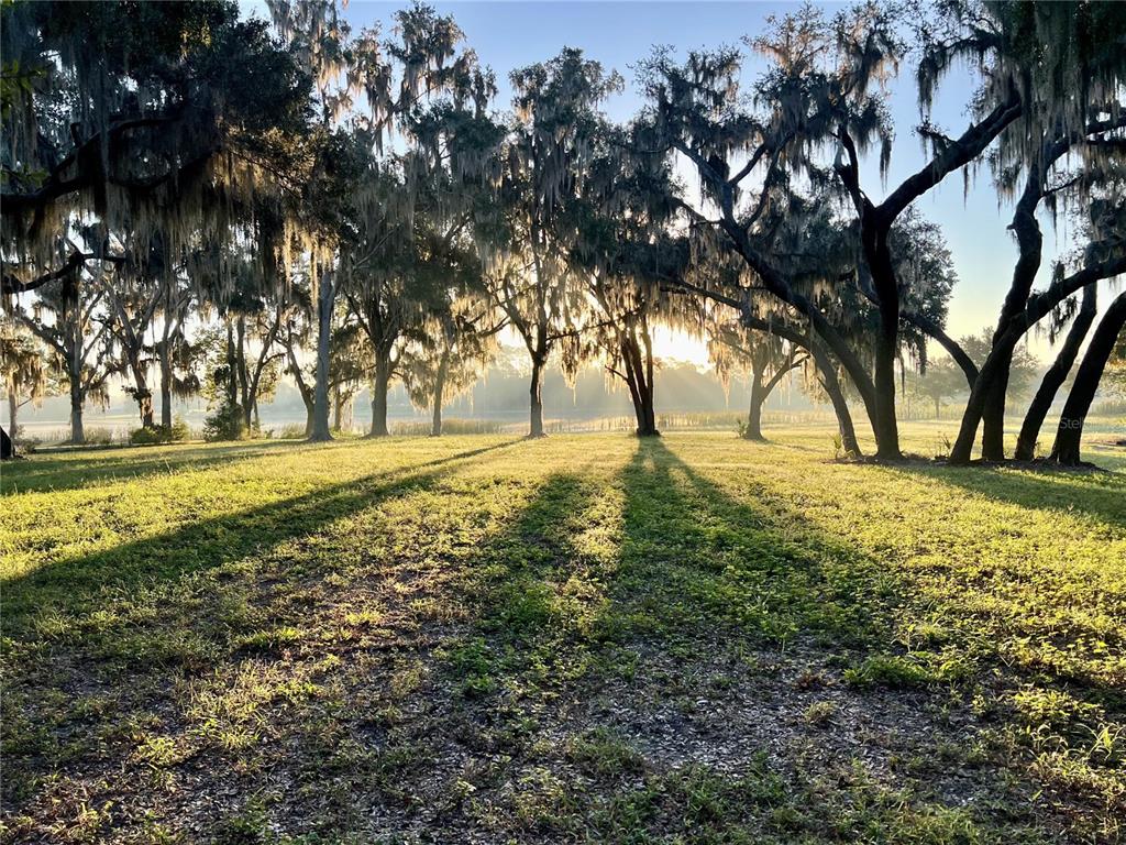 1499 Murphy Road Pierson, FL 32180 - Photo 2 of 4 a view of yard with trees