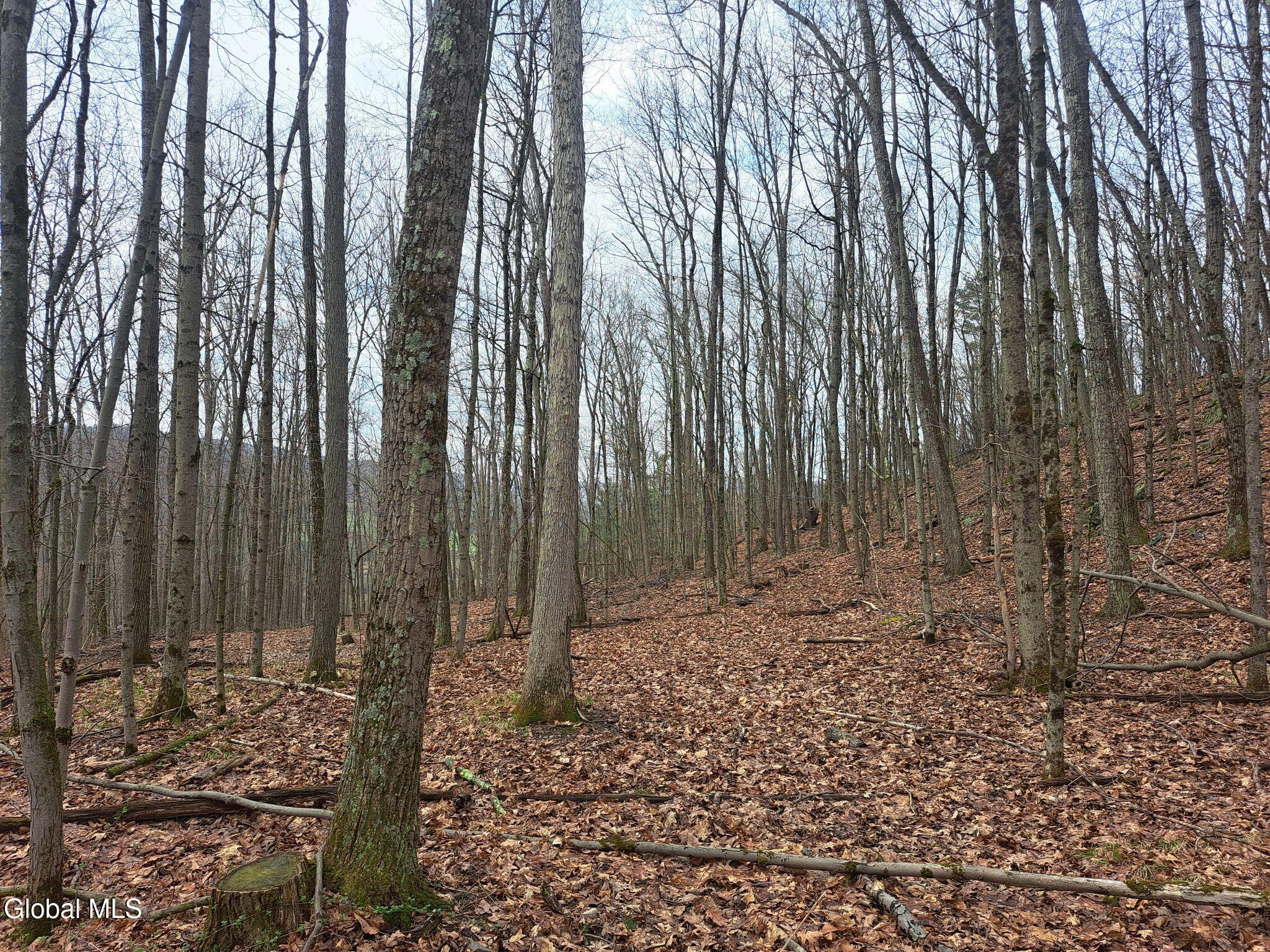 277 Breese Hollow Road Hoosick, NY 12089 - Photo 45 of 52 45 Mature Forest
