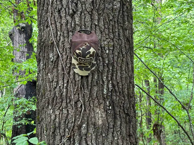 a close up of a plant in a pot