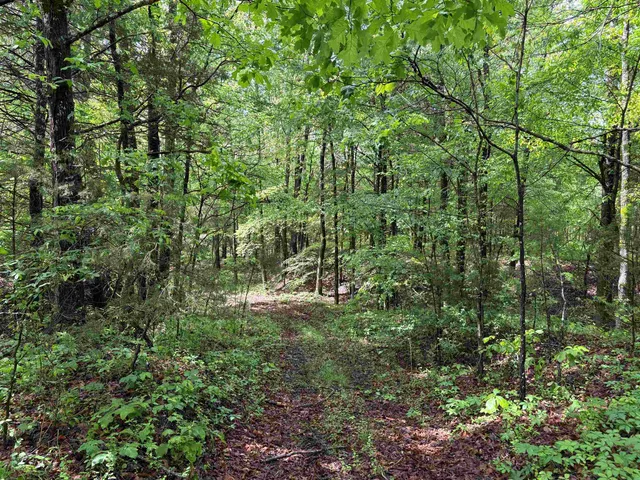a view of a lush green forest
