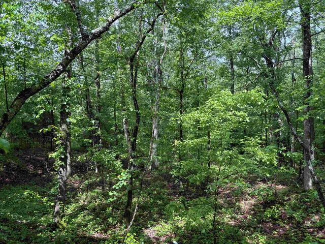 a view of a lush green forest