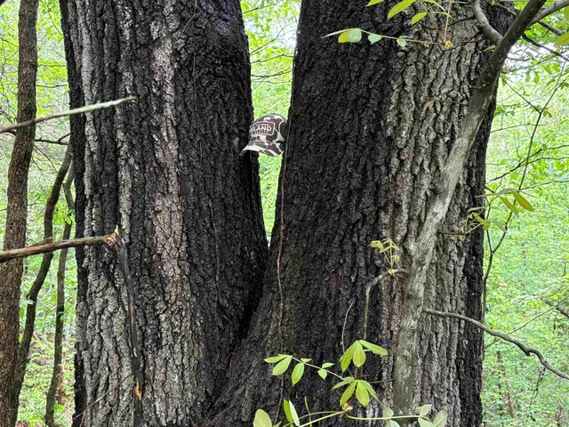 a view of banana tree