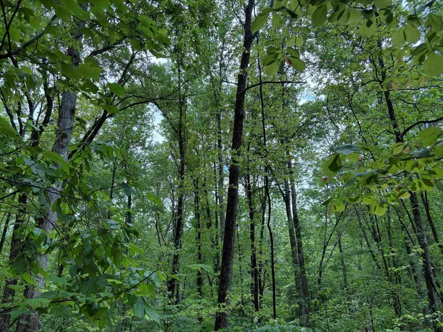a view of a lush green forest