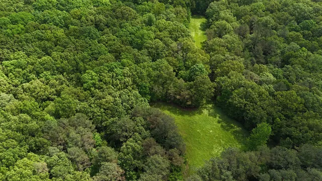 a view of a lush green forest