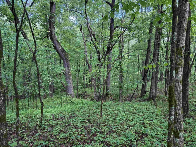 a green field with lots of trees