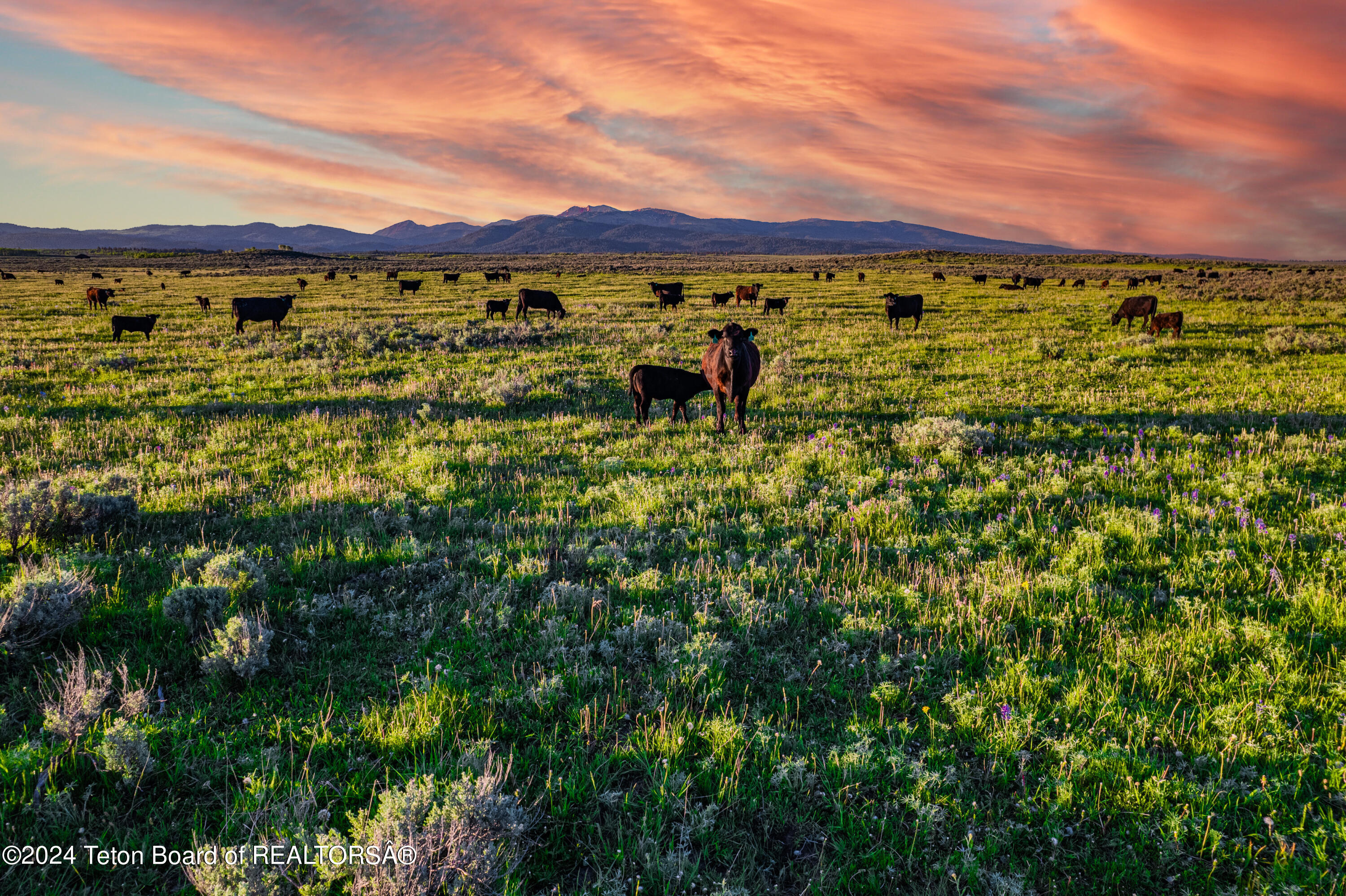 Tbd Old Shotgun Road Island Park, ID 83429 - Photo 13 of 14 Spectacular Views and Cattle on the Ranc