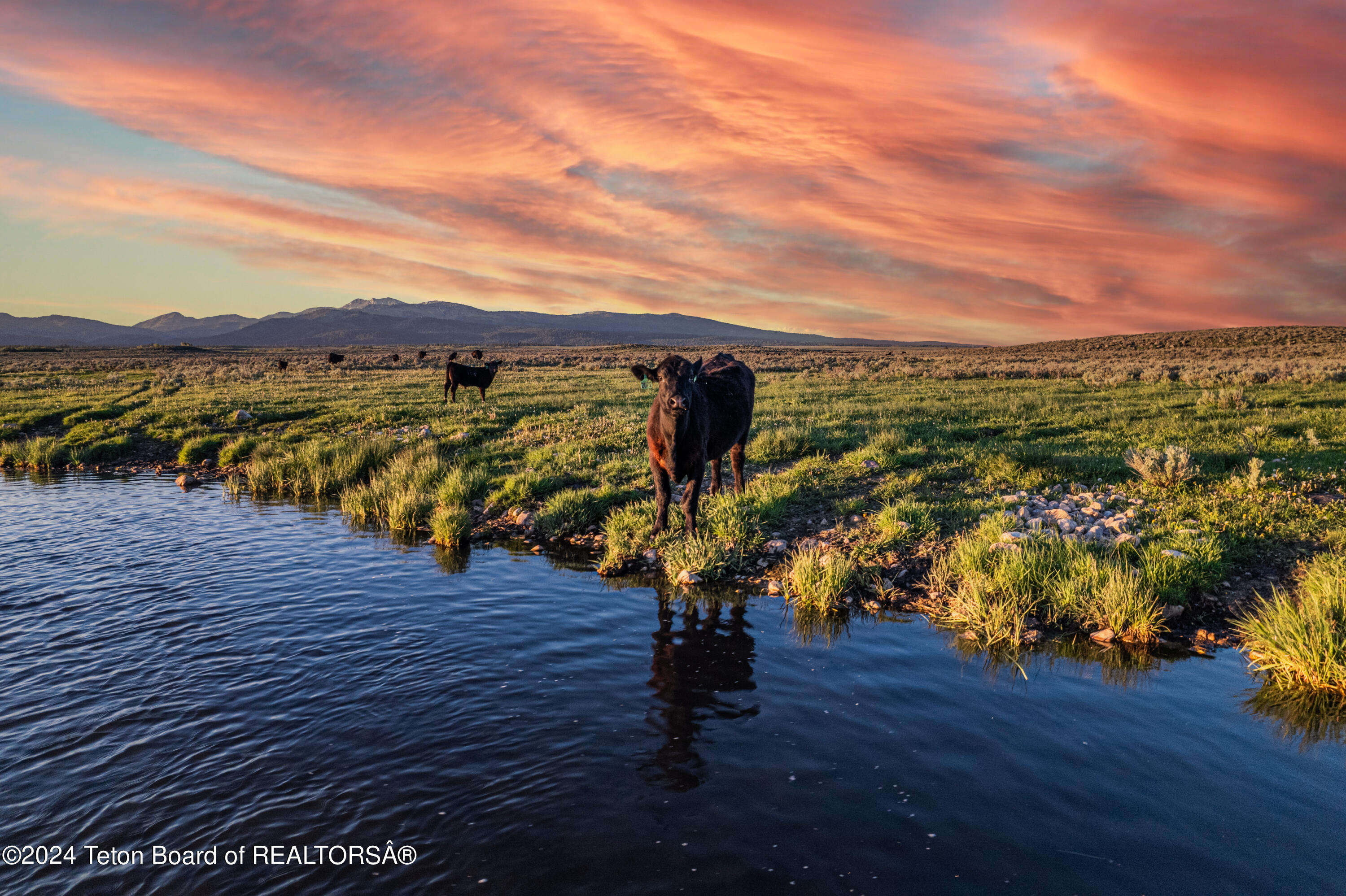 Tbd Old Shotgun Road Island Park, ID 83429 - Photo 3 of 14 Cattle on the Banks of Ice House Creek