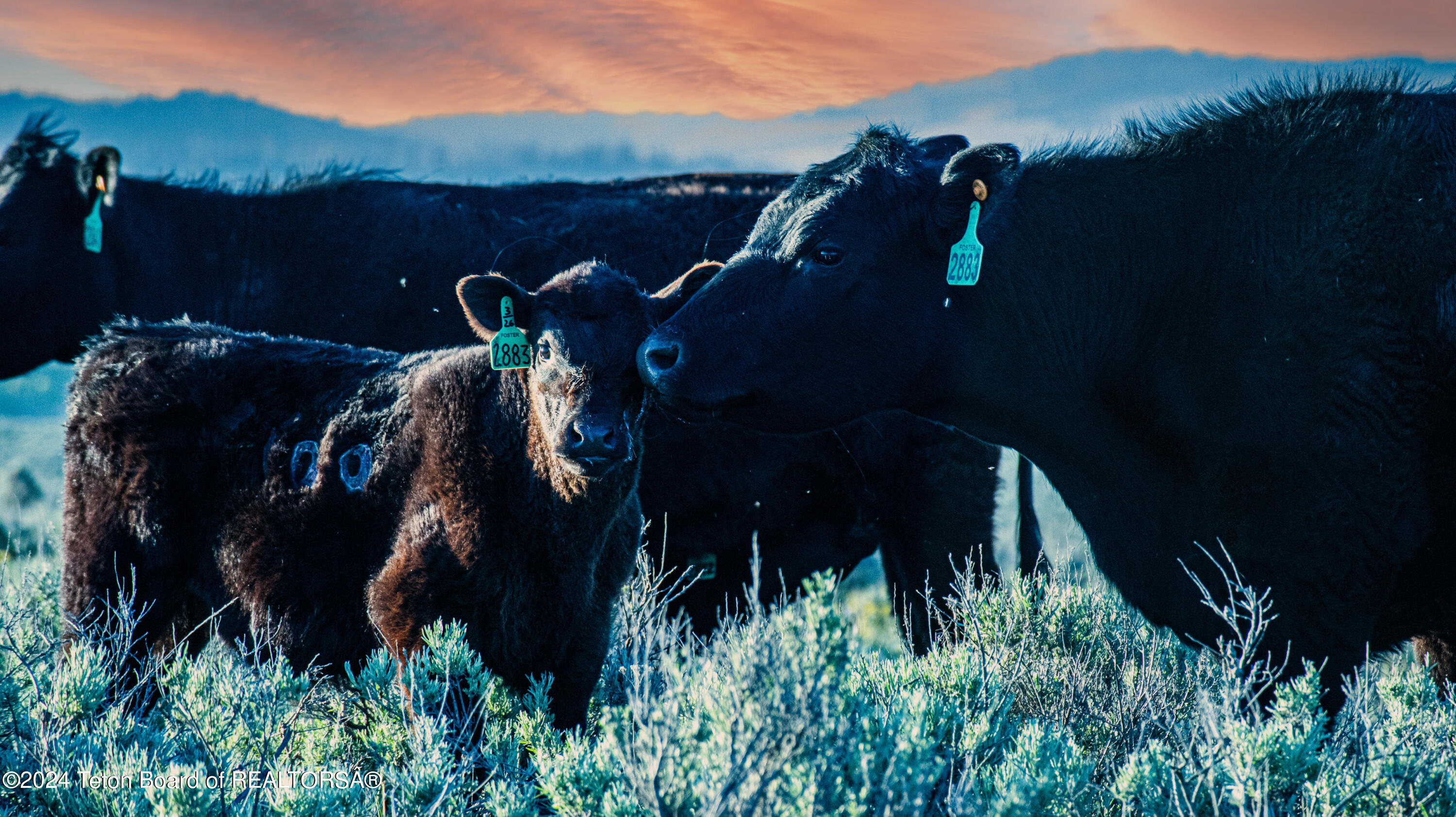 Tbd Old Shotgun Road Island Park, ID 83429 - Photo 7 of 14 Cattle
