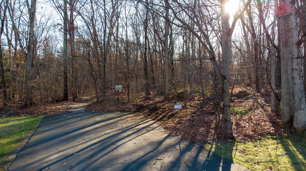 a view of a yard with plants and trees