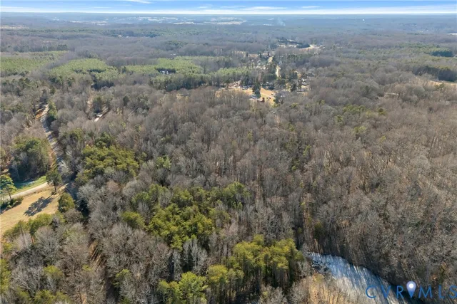 a view of a forest with a tree