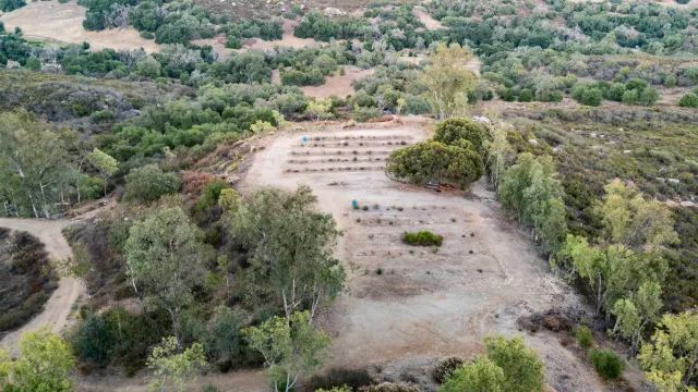 an aerial view of a beach with large trees