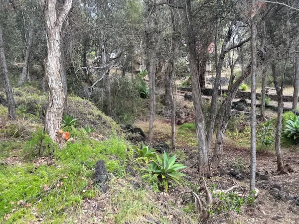 a big yard with lots of green space