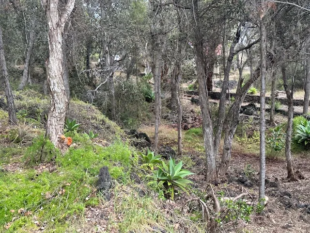 a big yard with lots of green space