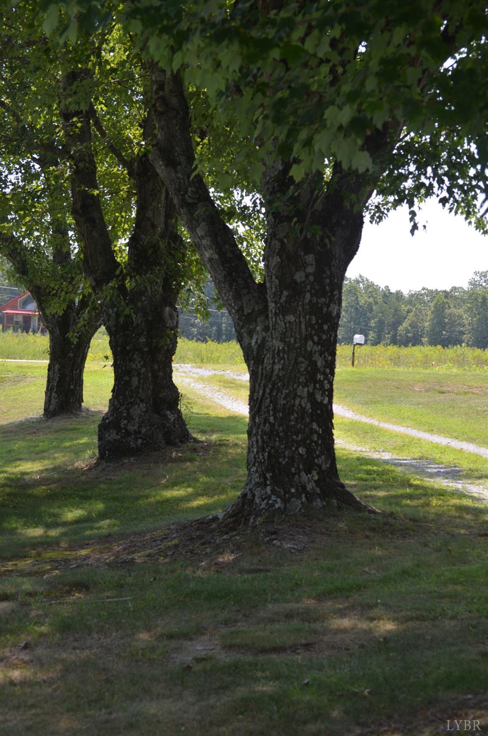 1953 Wards Road Hurt, VA 24563 - Photo 44 of 50 a view of a trees in a yard