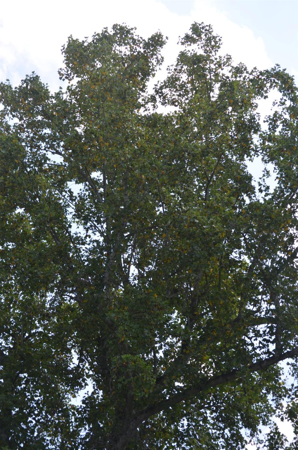 1953 Wards Road Hurt, VA 24563 - Photo 49 of 50 a view of tree