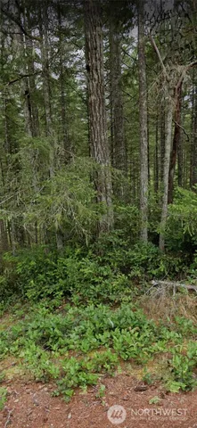 a view of a forest with large trees