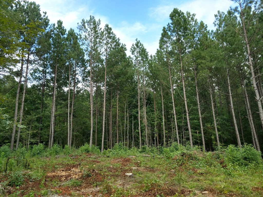 1131 Smith Mill Road Thomson, GA 30824 - Photo 13 of 17