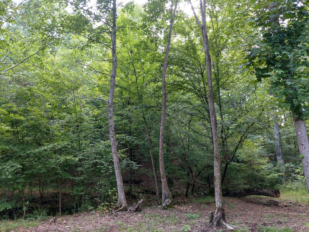 1131 Smith Mill Road Thomson, GA 30824 - Photo 15 of 17