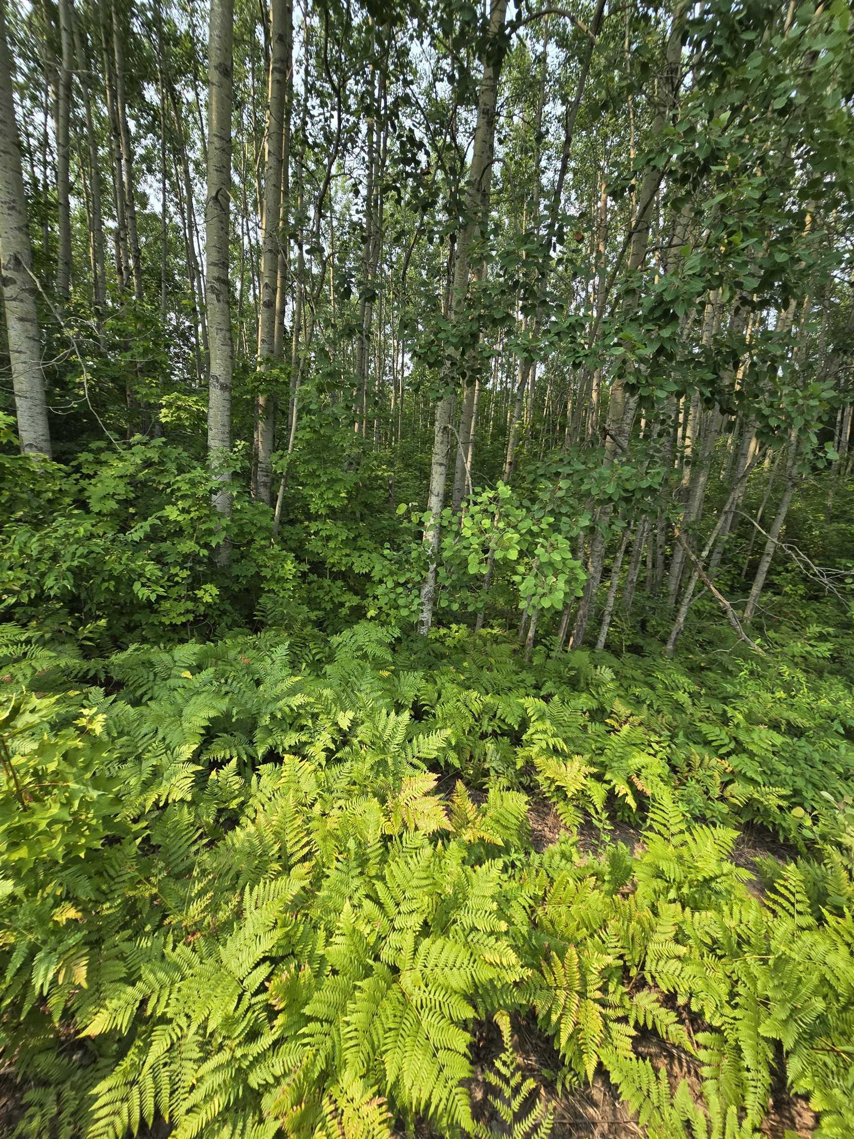 0 North 9 Road Mesick, MI 49668 - Photo 8 of 18