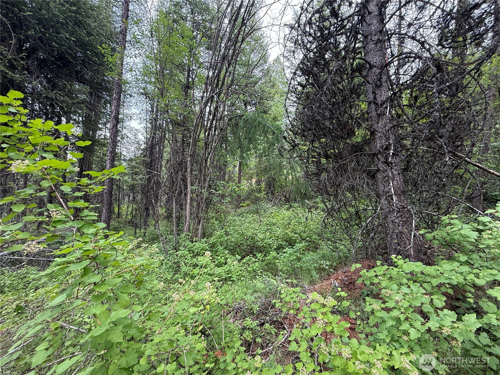 0 Mule Deer Road Republic, WA 99166 - Photo 7 of 20