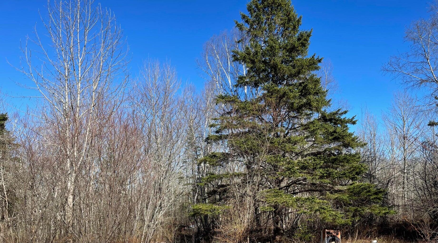 348 Marion Sta Road Dennysville, ME 04628 - Photo 2 of 16 2