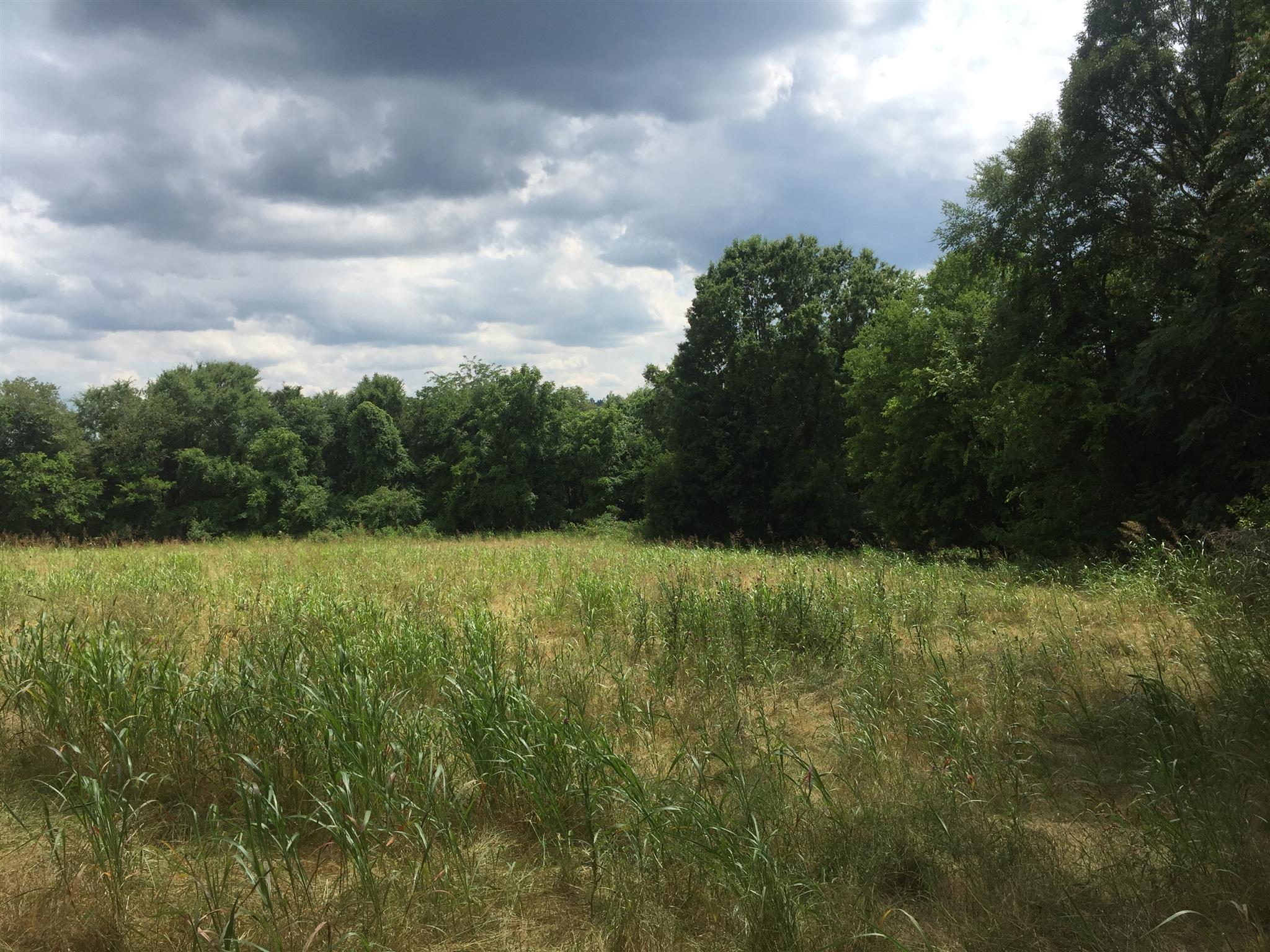0 Kelso Road Mulberry, TN 37359 - Photo 3 of 12 Approx 45 acres of feed plots and sawtooth oak with lots of acorns
